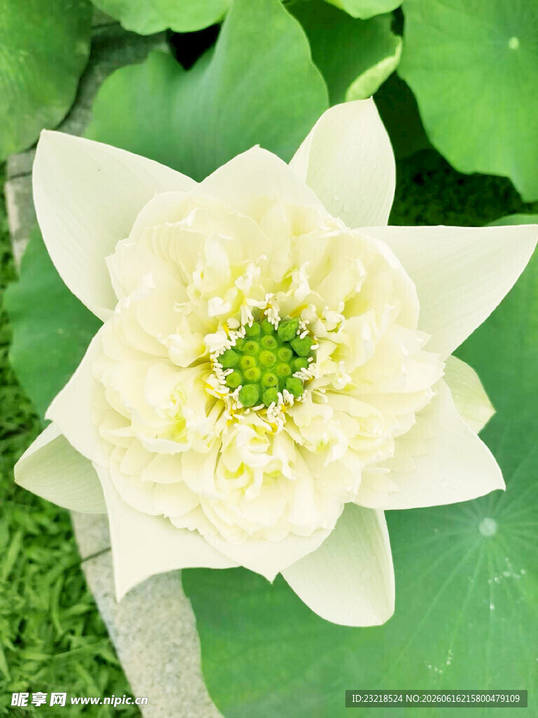 荷花