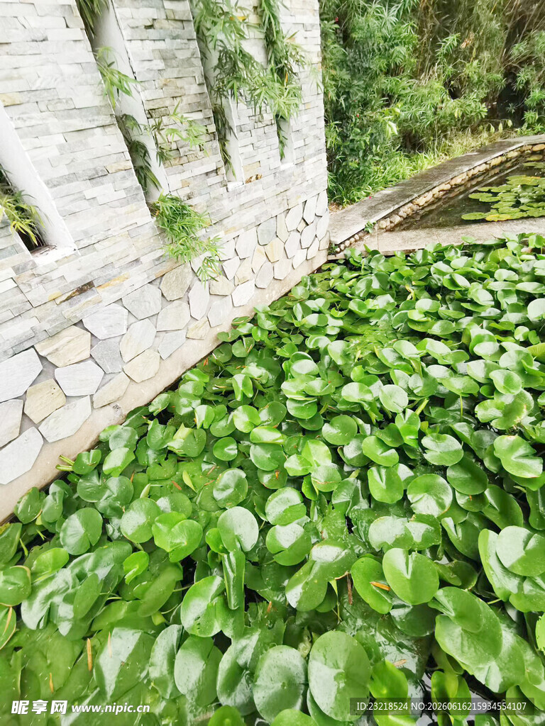 铜钱草