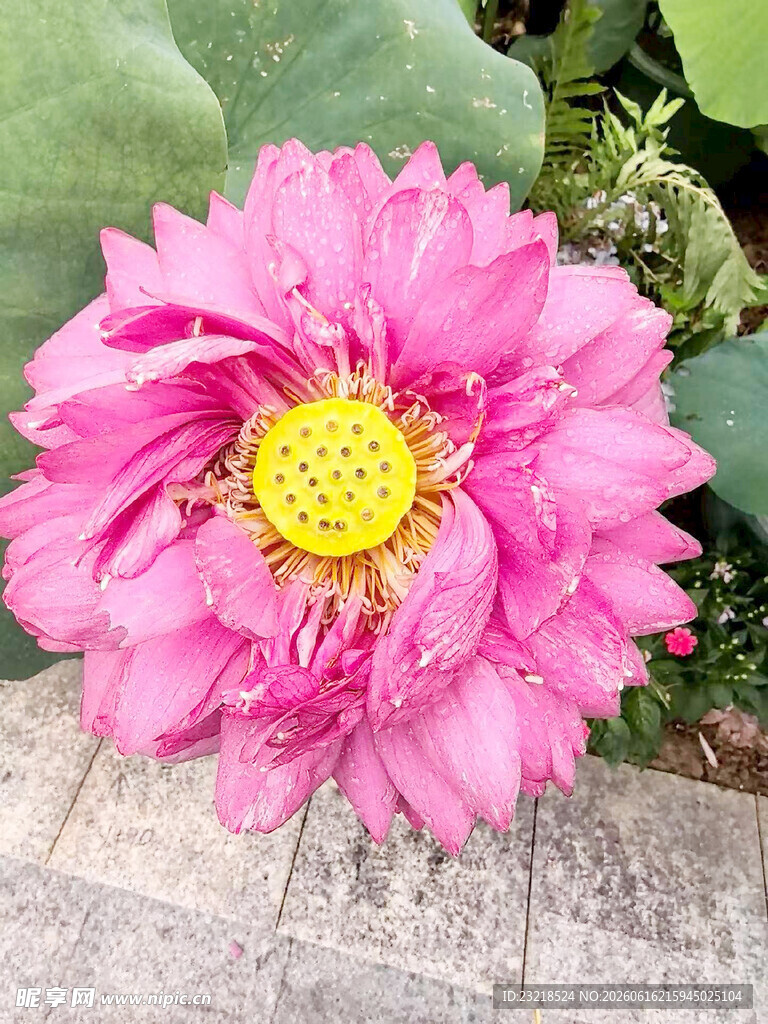荷花
