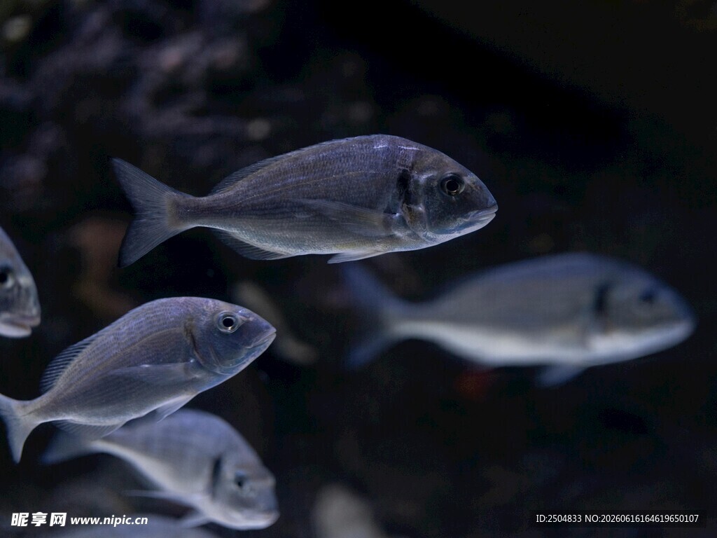群游的银色小鱼
