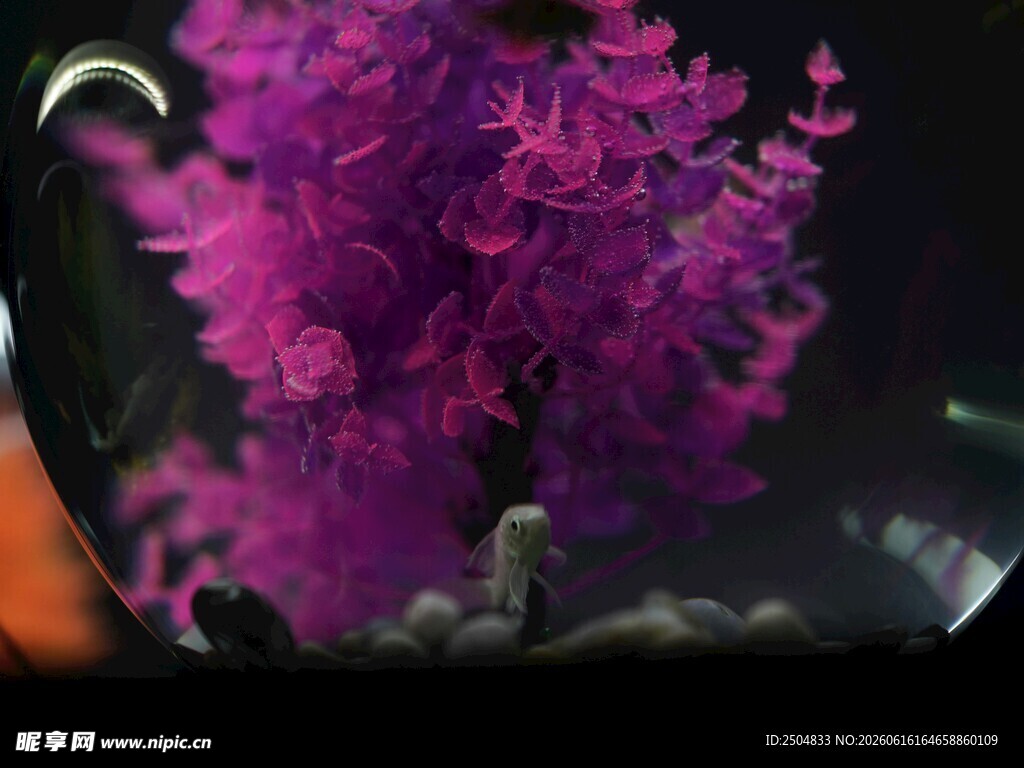 紫色珊瑚绽放海底世界