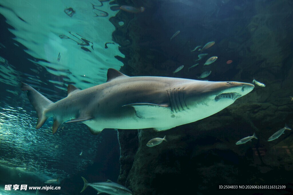 水族馆中游弋的鲨鱼
