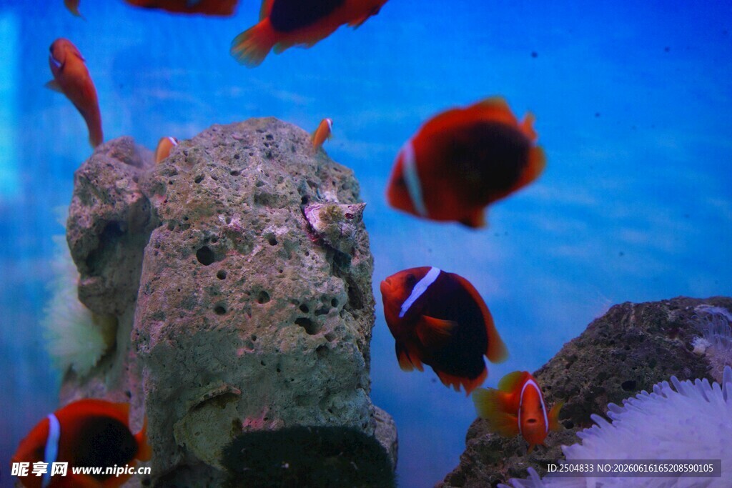 海底游动的多彩小丑鱼