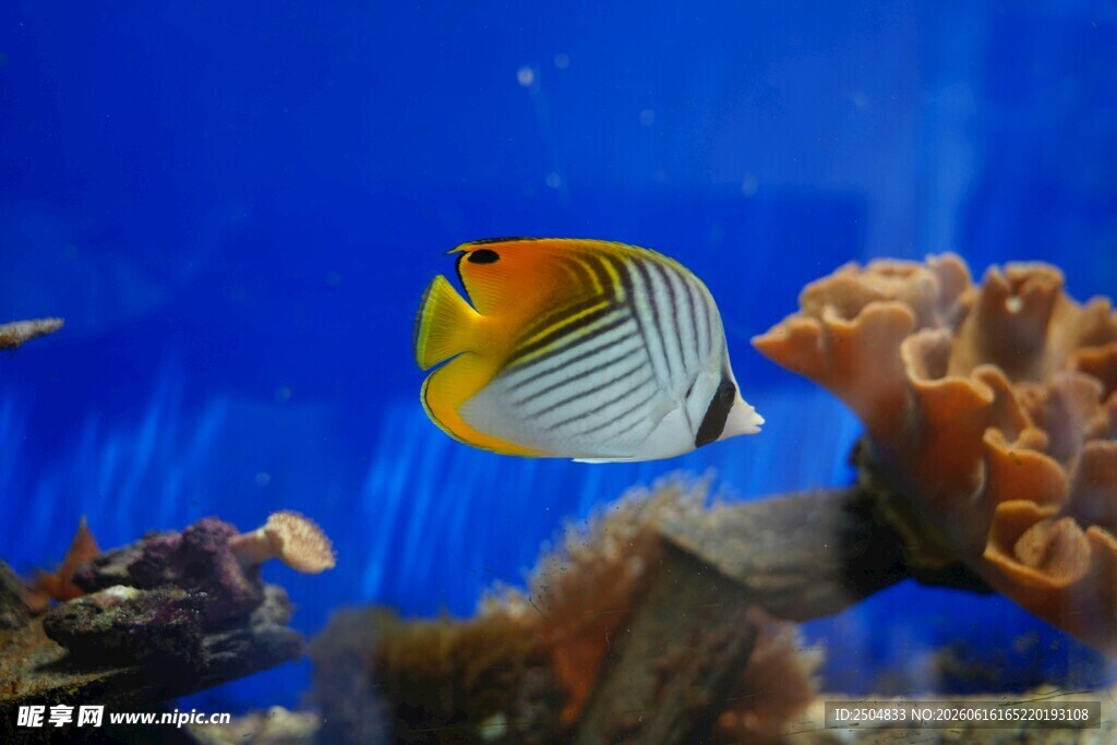 海洋中游动的美丽条纹鱼