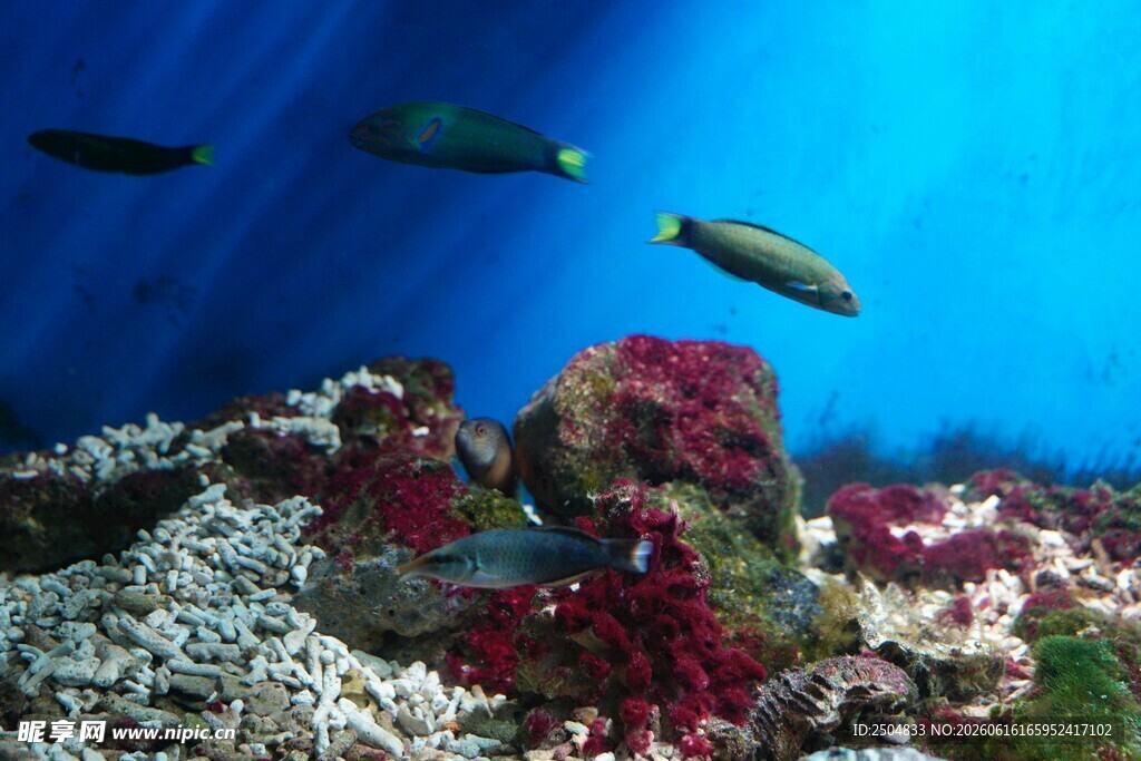 海底斑斓珊瑚与游鱼