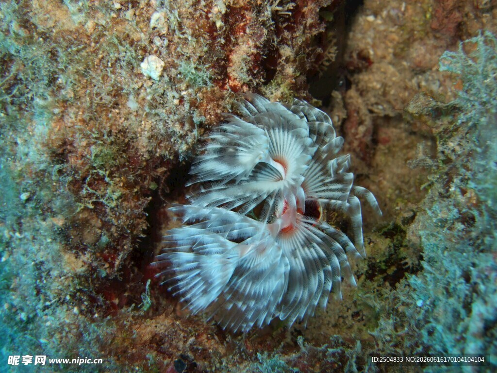 海底蜷缩的神秘海洋生物