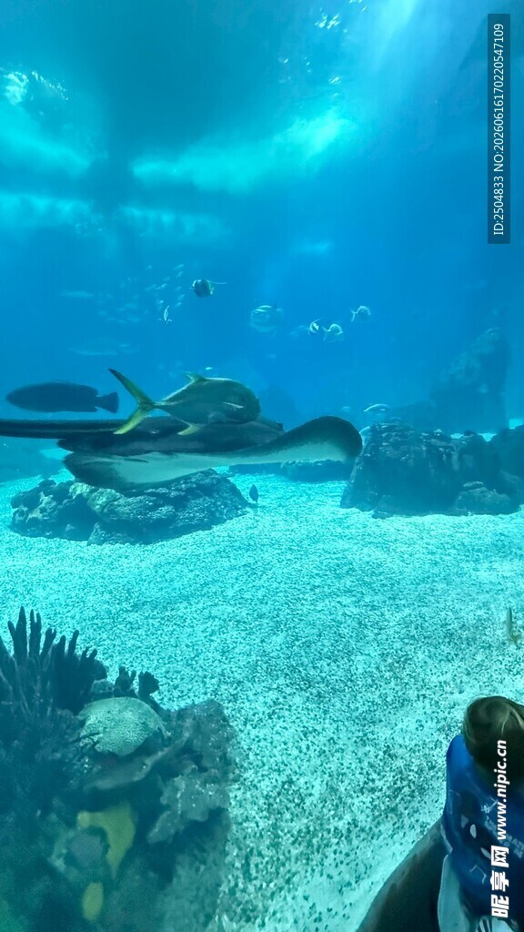 海底景观神秘海洋生物