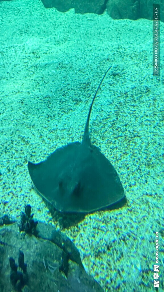 海底游动的神秘鳐鱼