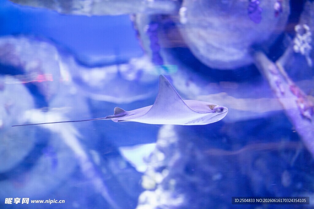 水族馆内灵动的小鱼