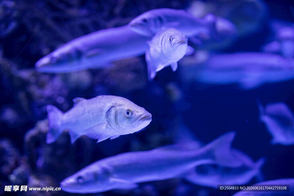 群鱼在水中悠游