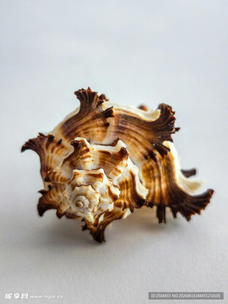 独特花纹的精美海螺