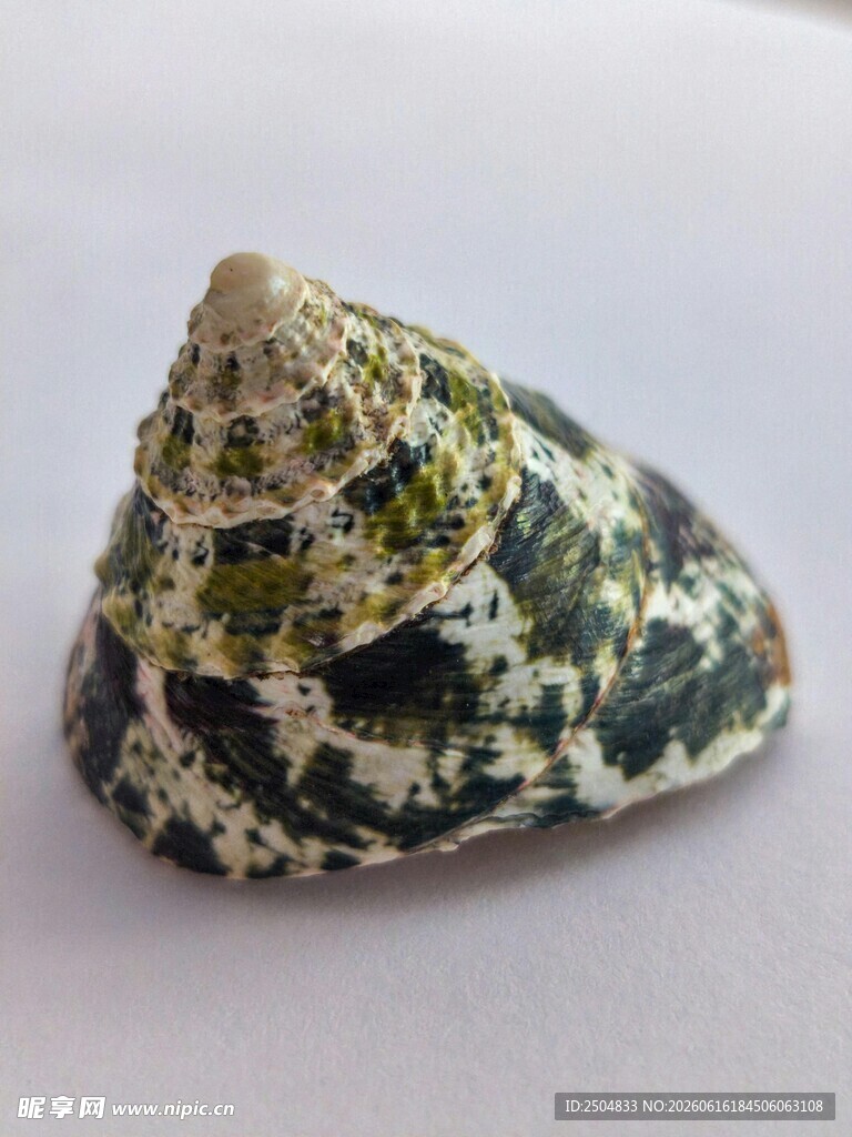 多彩花纹海螺特写