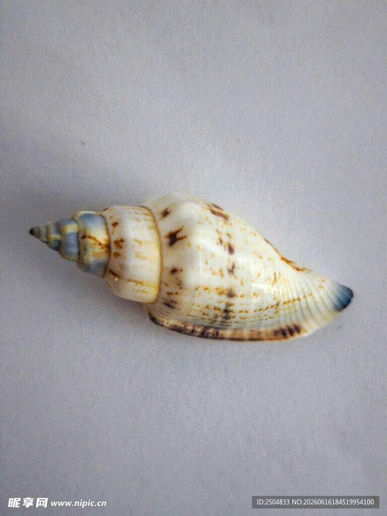 独特花纹的精美海螺