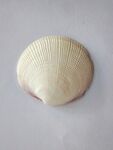 白色扇贝贝壳特写