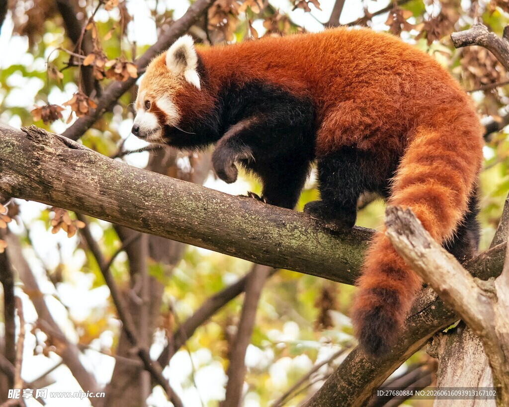 小熊猫在树枝上活动