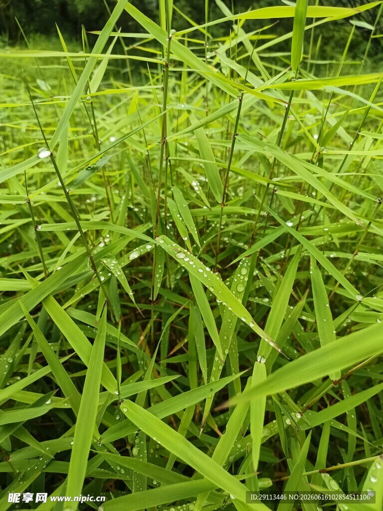 露水小草