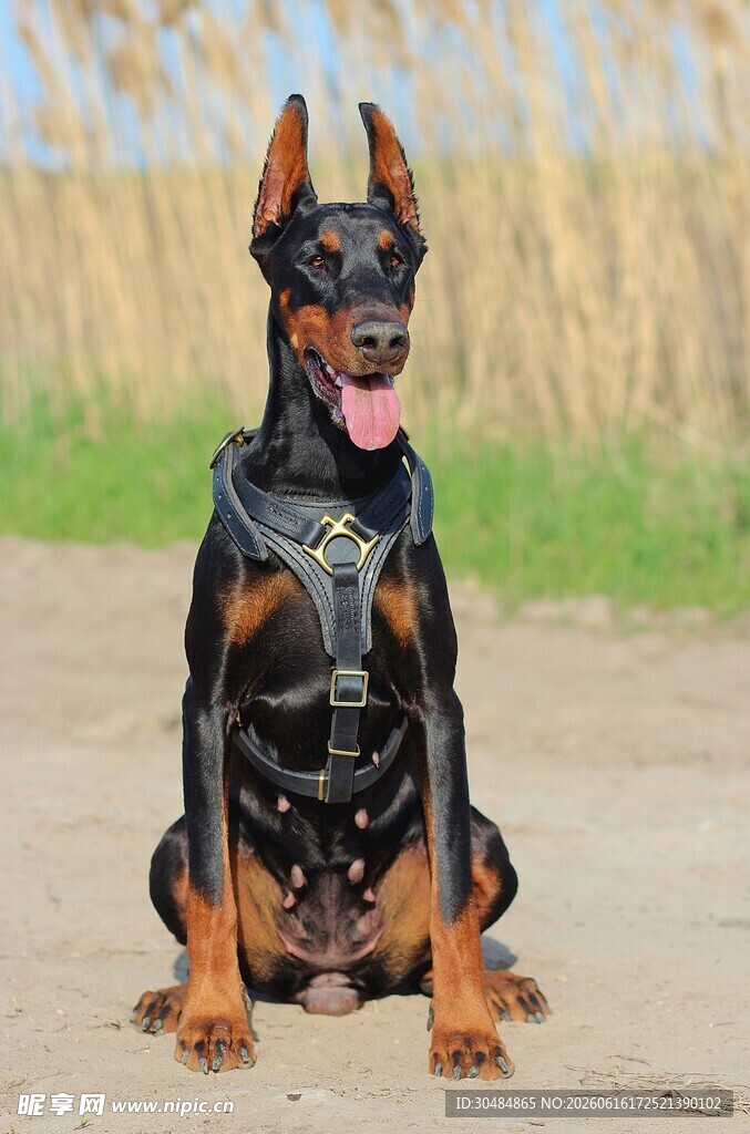 杜宾犬