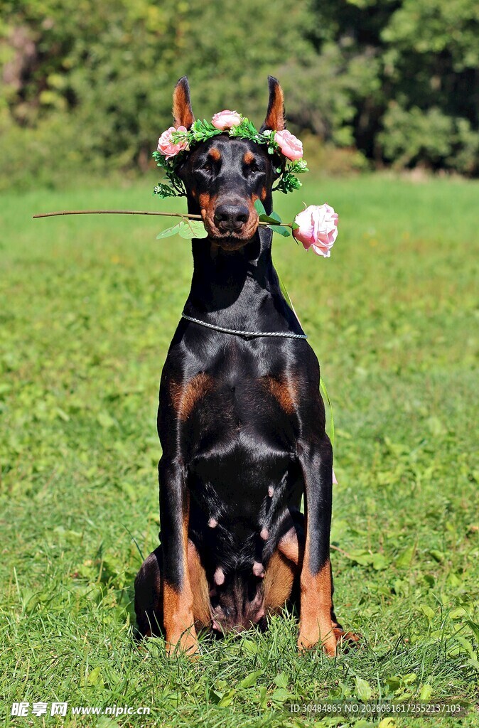 杜宾犬