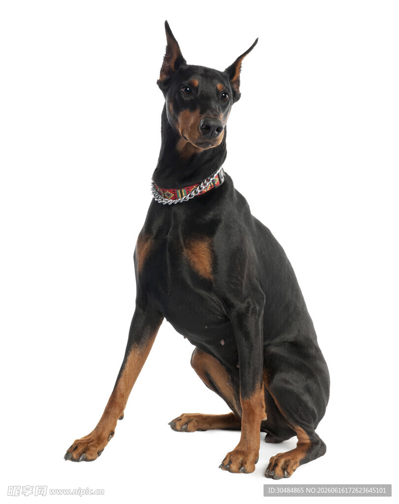 坐立的杜宾犬