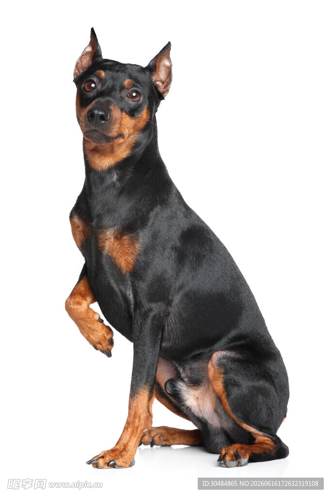 杜宾犬