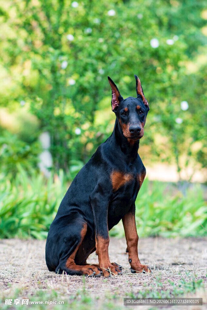 杜宾犬