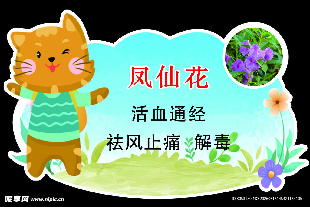 可爱猫咪介绍凤仙花功效