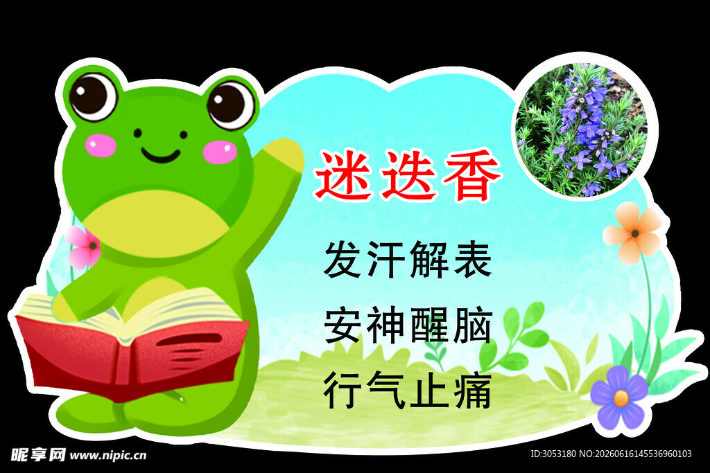 迷迭香功效介绍插画