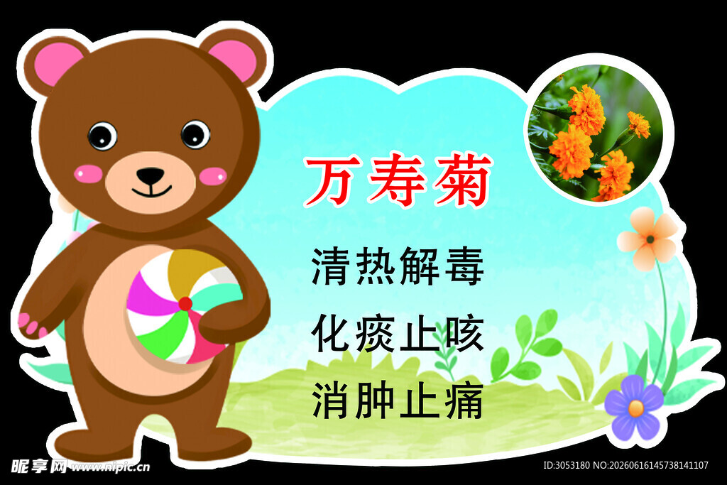 小熊科普万寿菊功效