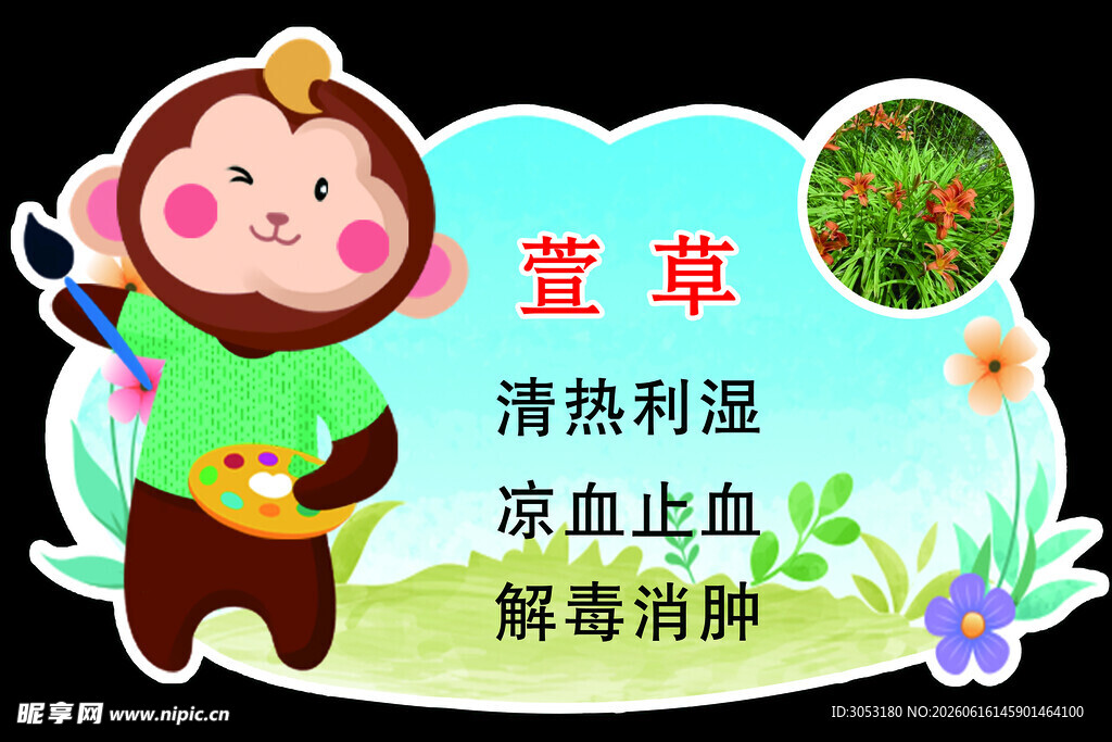 可爱卡通萱草药用介绍图