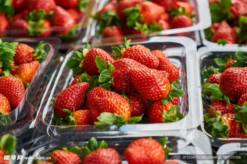 新鲜盒装草莓整齐排列