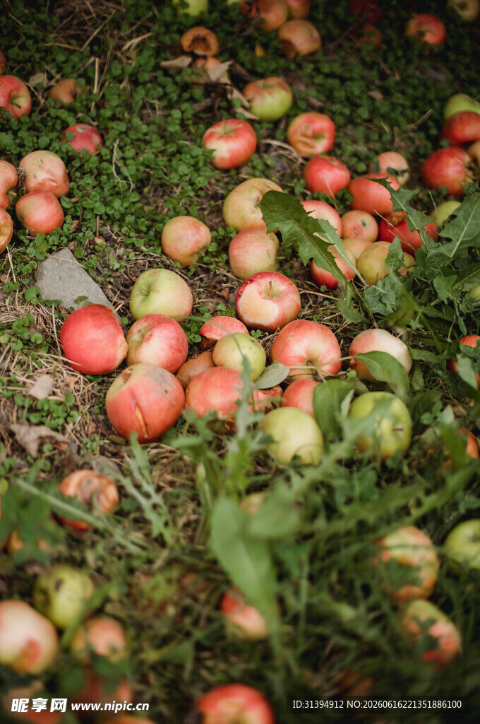 地上散落的多彩新鲜苹果