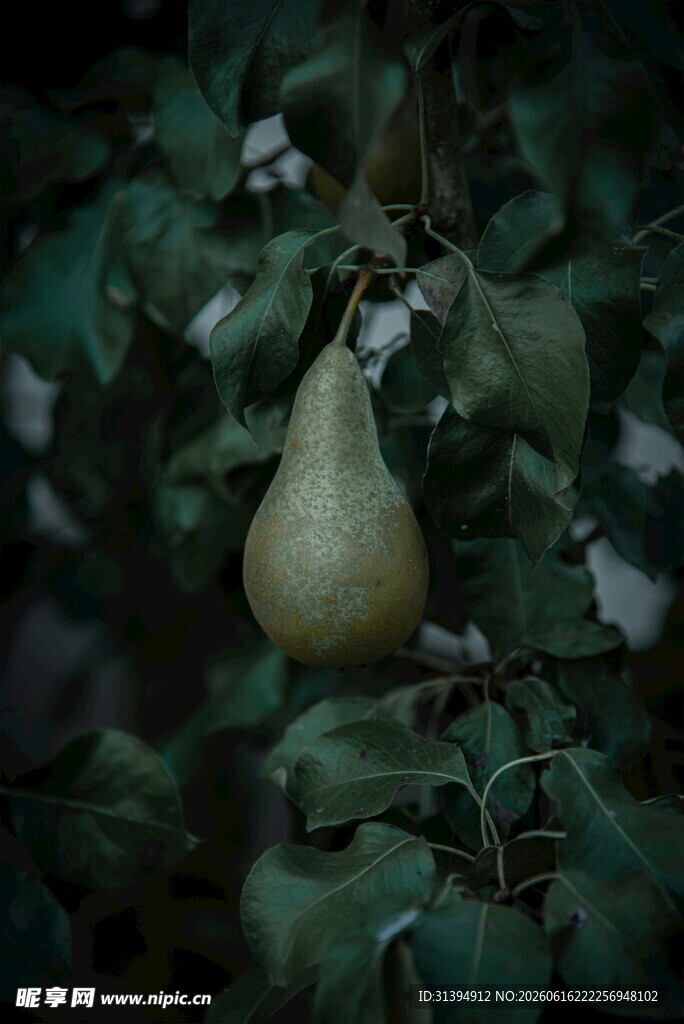 绿叶间的黄梨