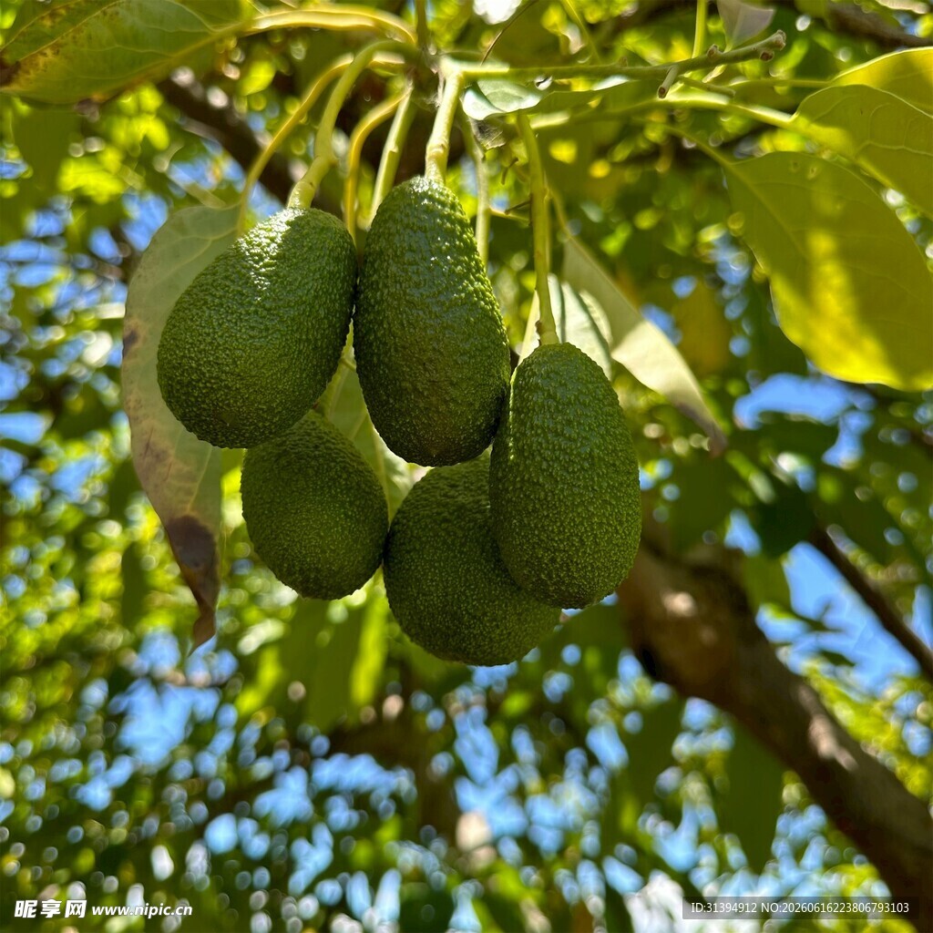 树上挂着的新鲜牛油果