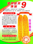 玉米种子