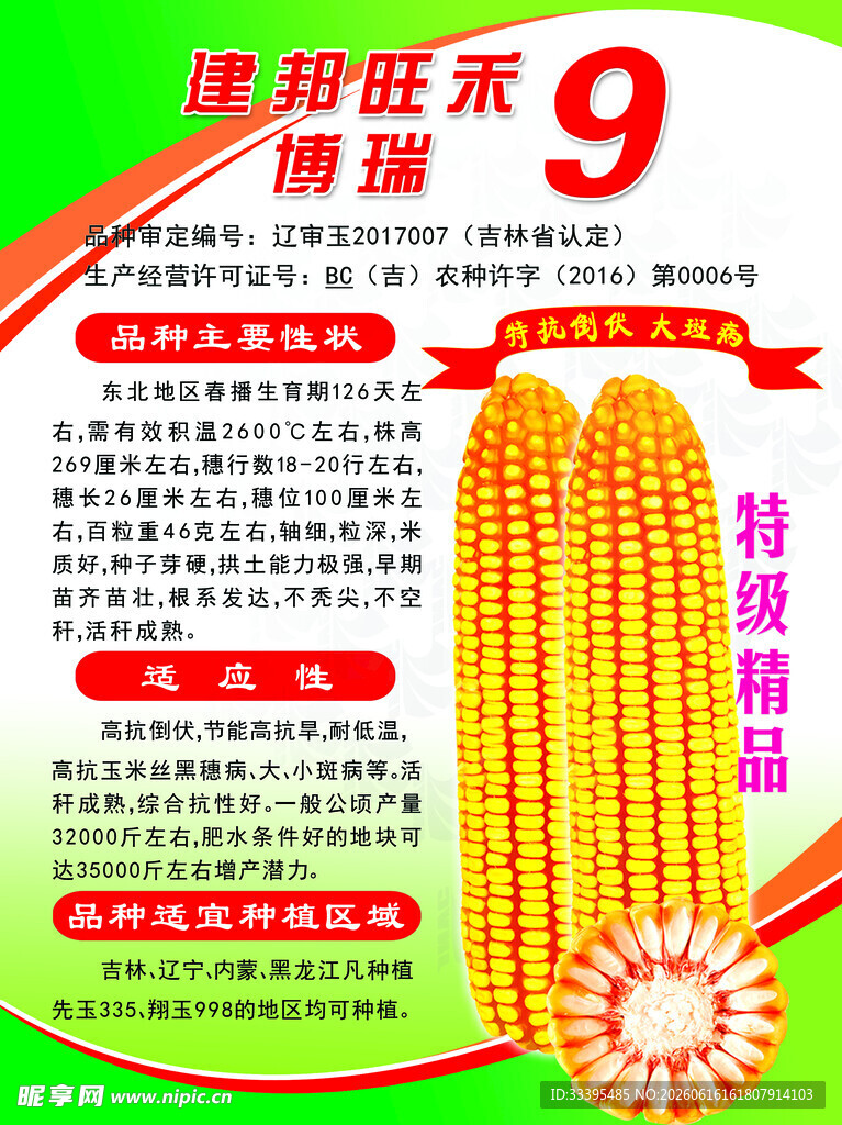 玉米种子