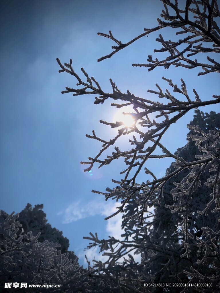 冬日树枝间的明亮阳光