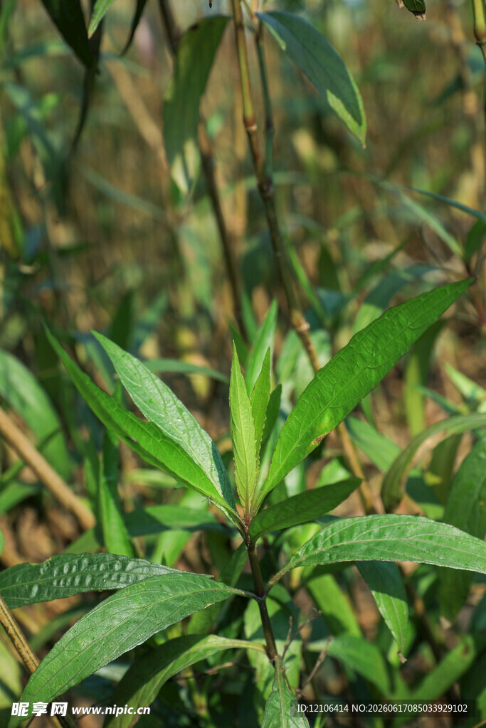 嫩绿植物特写