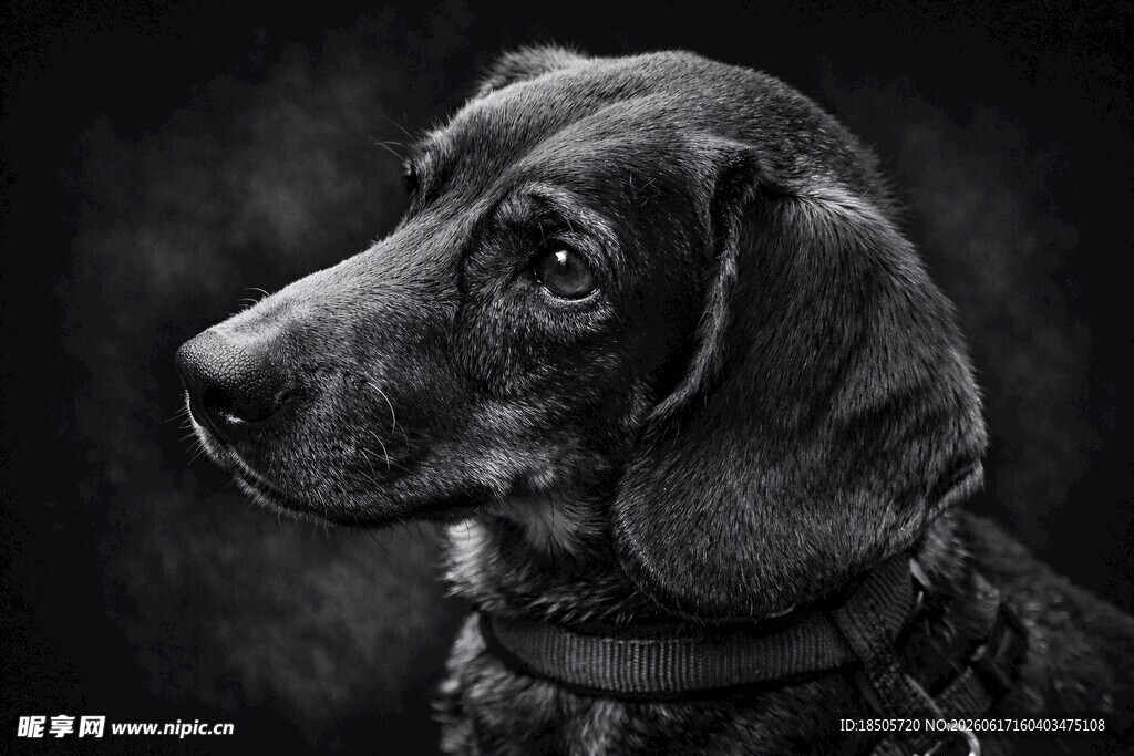 可爱腊肠犬