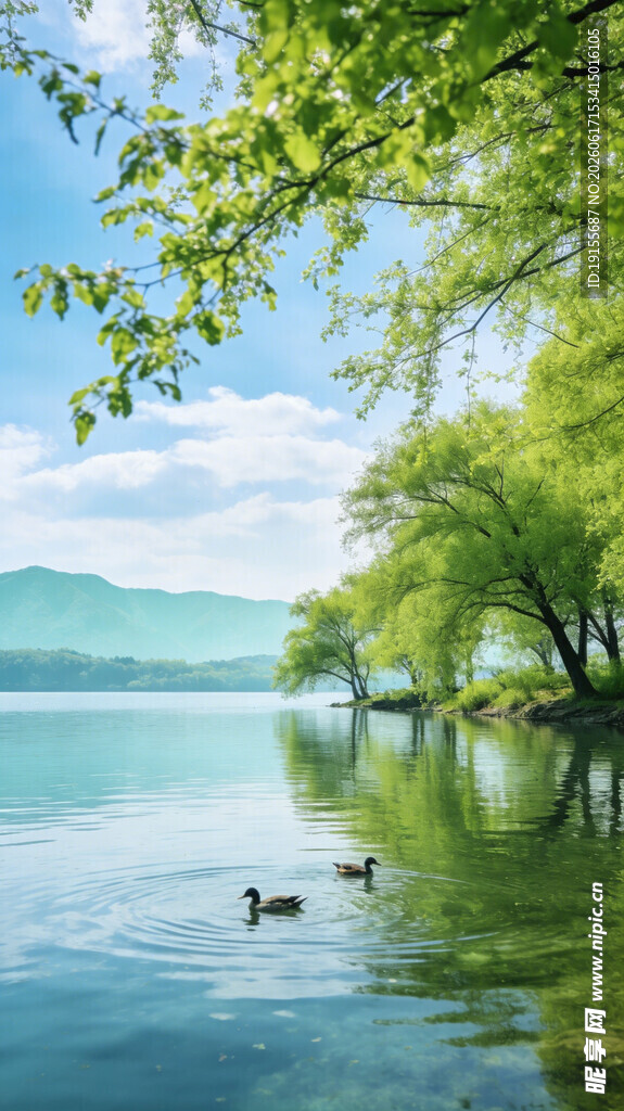 鸭游绿树倒影间