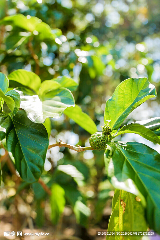 绿叶繁茂的植物景象