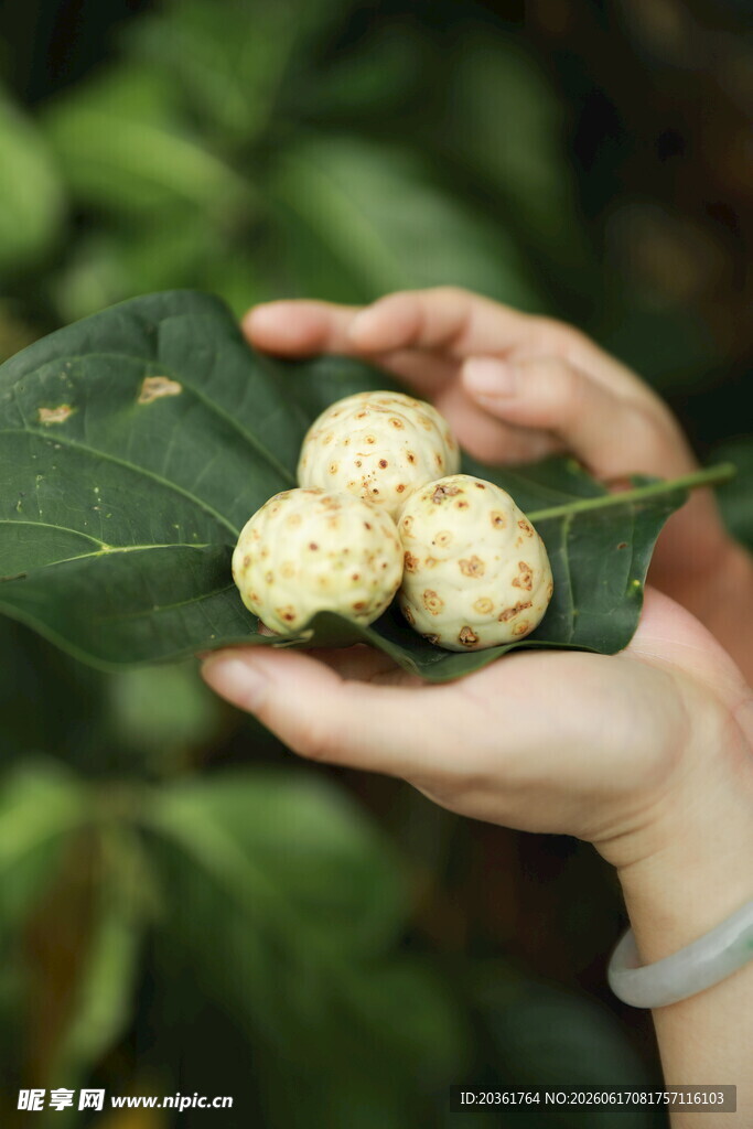 手中的神秘果实