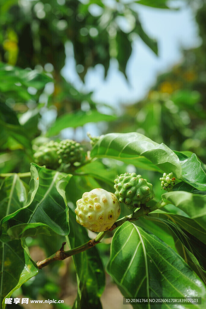 释迦果