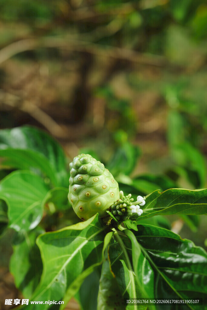 释迦果