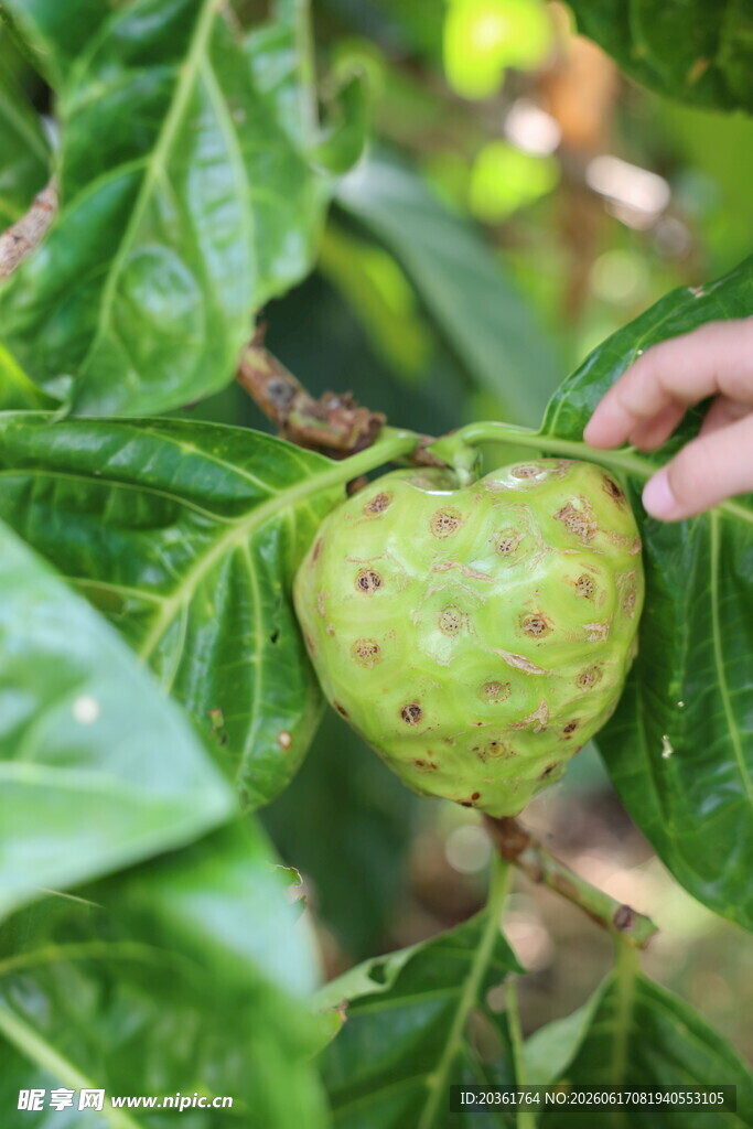 释迦果
