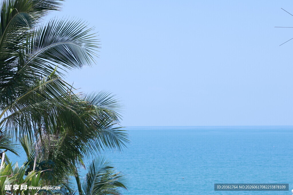 海边椰树与湛蓝大海