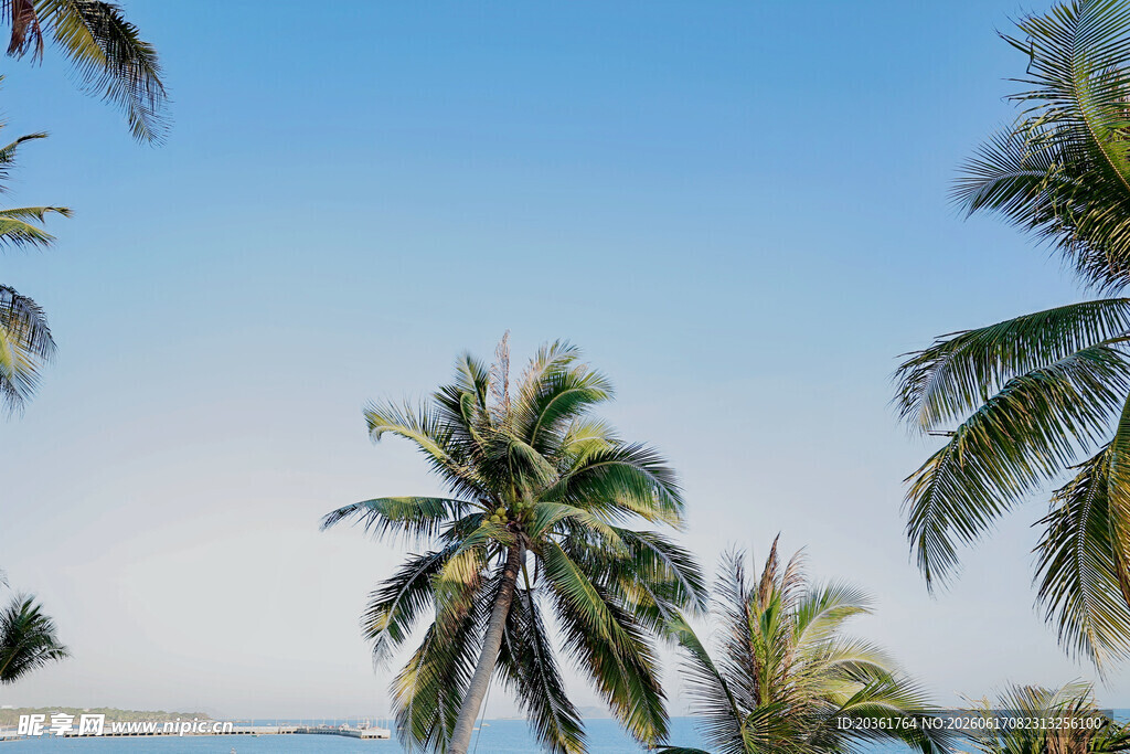 海边椰林美景