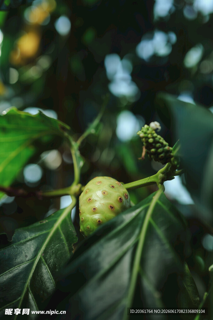 绿叶间的独特果实