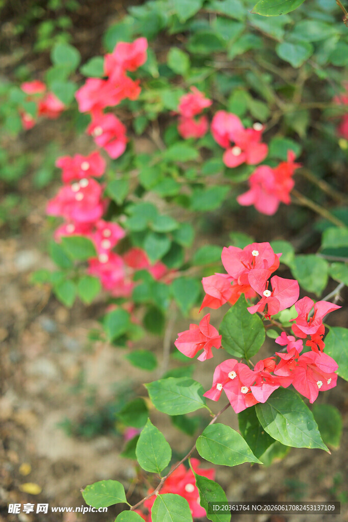鲜艳红花朵朵绽绿叶间