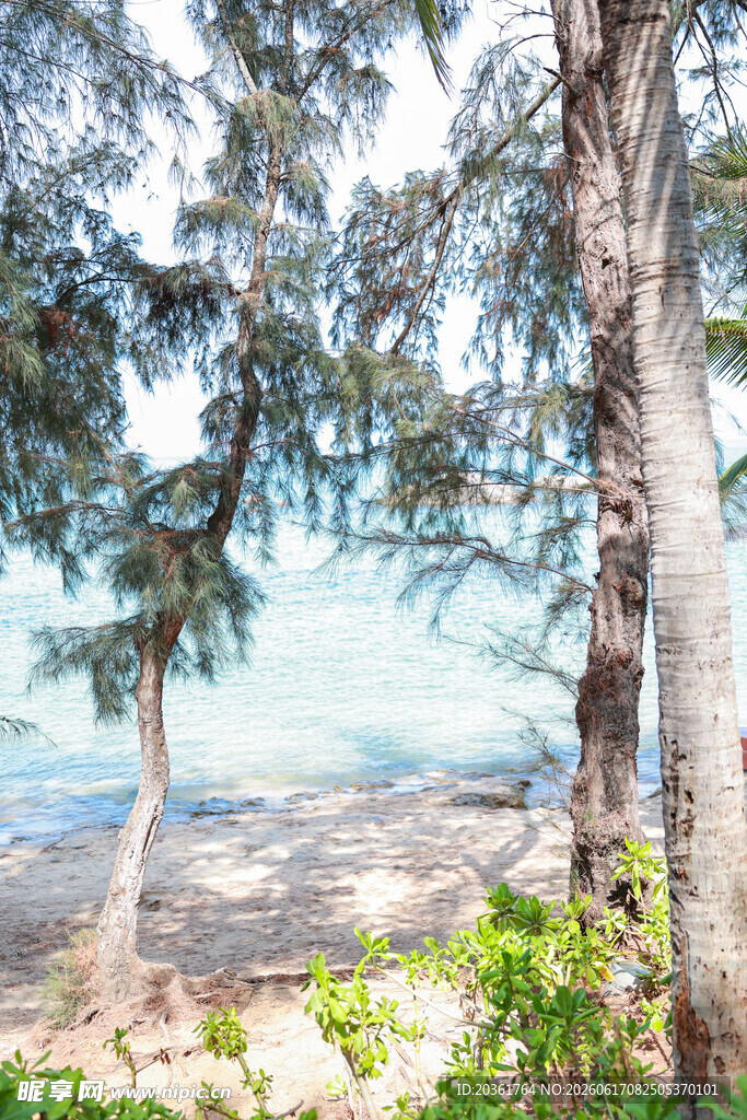 海边林间景致