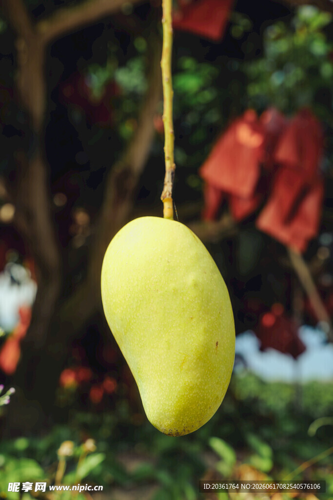 树上悬挂的新鲜黄芒果